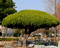 symbol_tree.png